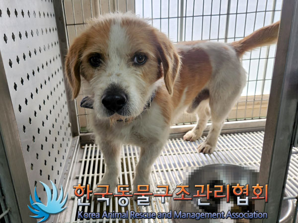 한국동물구조관리협회_441560202300314
